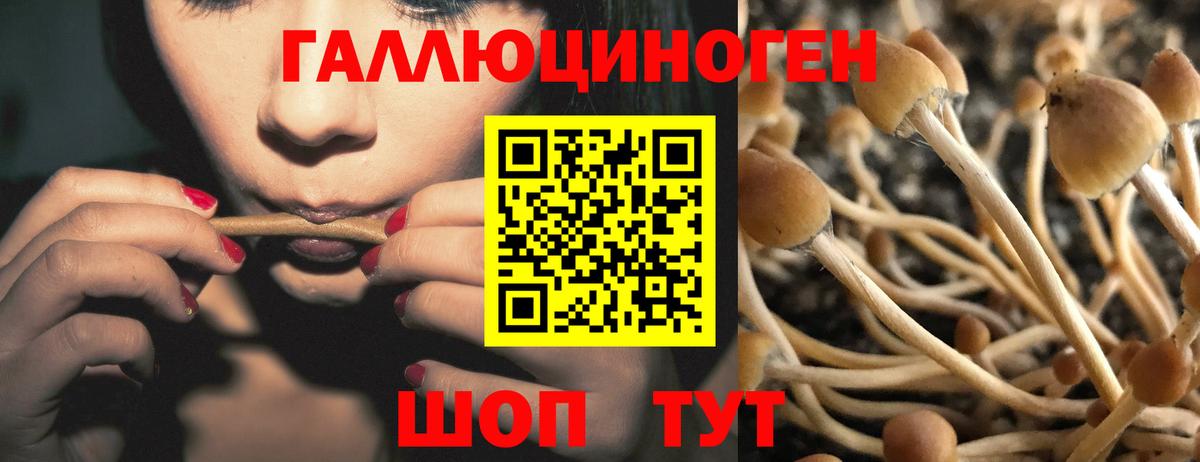 Псилоцибиновые грибы GOLDEN TEACHER Карталы